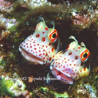 綺麗な海中の写真が集まるトピ