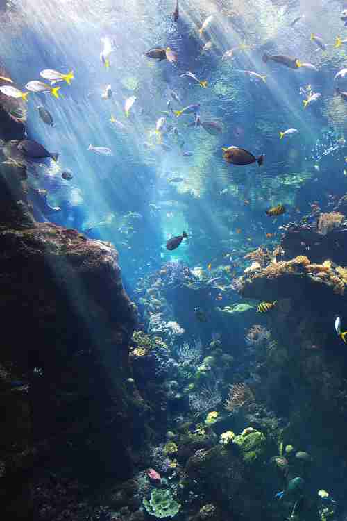 綺麗な海中の写真が集まるトピ