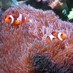 綺麗な海中の写真が集まるトピ