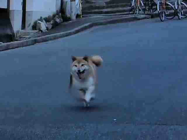 柴犬だってお掃除ロボットに乗れるしターンも決めるし退場もする。