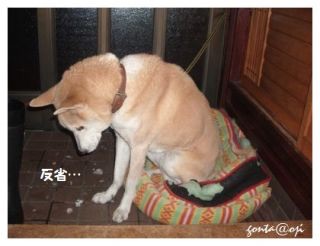 ガルちゃん反省会議
