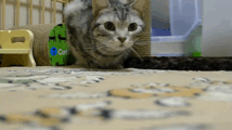 笑いをこらえるのが大変だったとき！