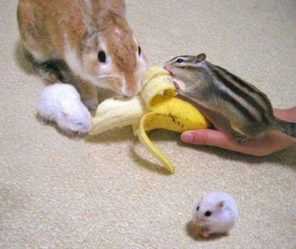 心が洗われる画像を貼るトピ