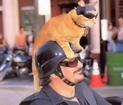 心が洗われる画像を貼るトピ
