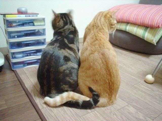 心が洗われる画像を貼るトピ