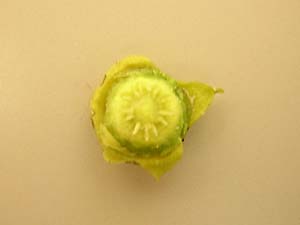 この雑学、知ってる？知らない？