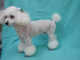 今年買ったコート♪