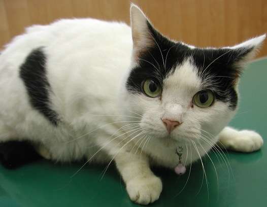 11月11日11時11分11秒　何します？（してました？）