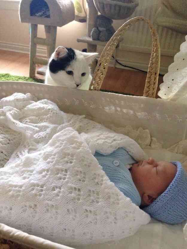 わんわん泣く赤ちゃんをあやす…やさしい猫が可愛い！