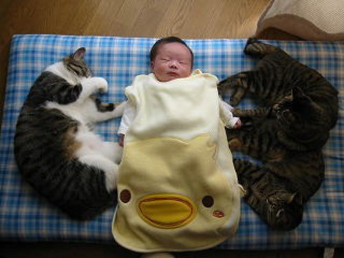 わんわん泣く赤ちゃんをあやす…やさしい猫が可愛い！