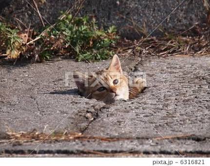 「地域猫」賛成？反対？