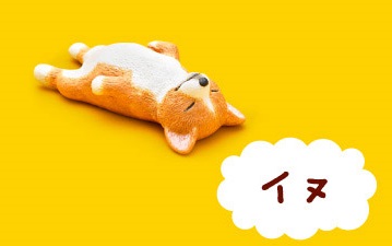仰向けに寝る犬は怠け者？ 寝相でわかる「愛犬の性格」