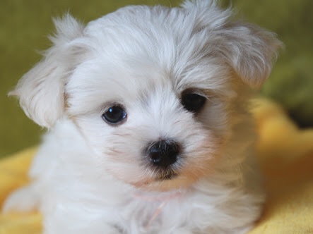 AKB48渡辺麻友、前髪ばっさりイメチェン姿を公開　小嶋陽菜らメンバーも絶賛「かわいいわ」