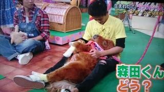 「キュン死必至」－犬より小さいミニチュアホース「そらまめ」に話題騒然