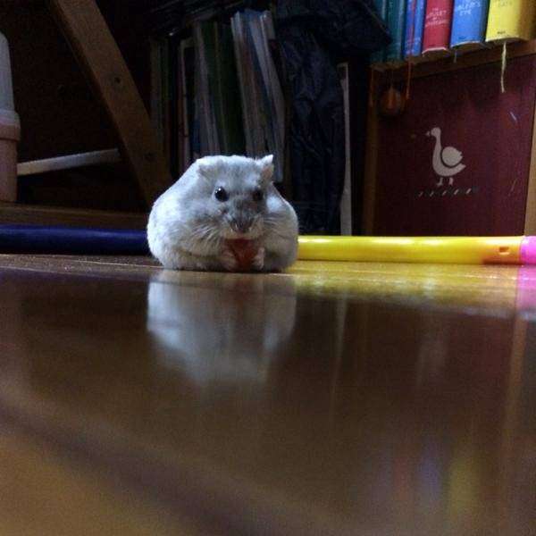 それってかわいいと思っているの？
