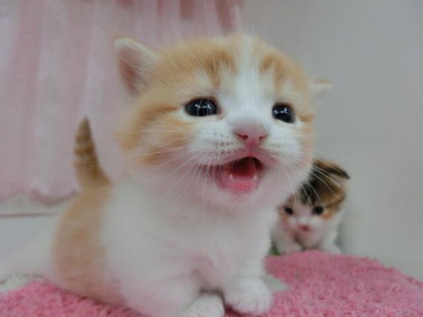 それってかわいいと思っているの？