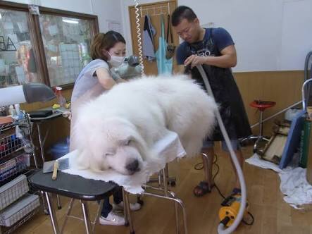 大型犬が好きな方、語りましょうー!
