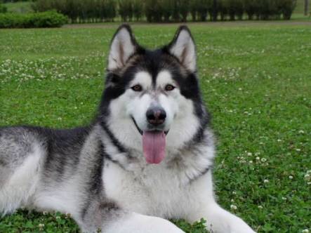 大型犬が好きな方、語りましょうー!