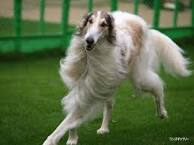 大型犬が好きな方、語りましょうー!