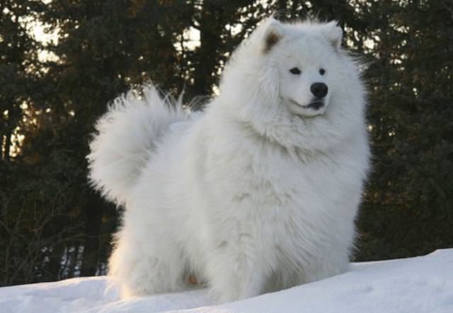 大型犬が好きな方、語りましょうー!