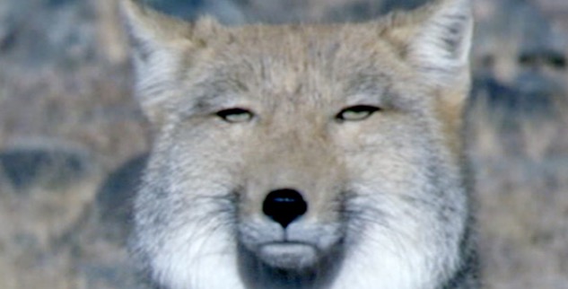 好きな画像に自由にセリフをつけるトピ