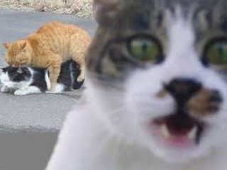 好きな画像に自由にセリフをつけるトピ