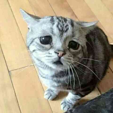 好きな画像に自由にセリフをつけるトピ