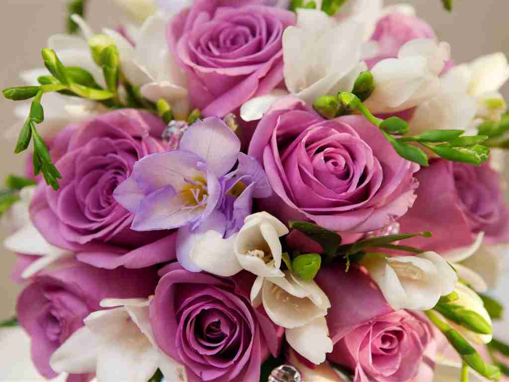 薔薇の画像を持ち寄りましょう
