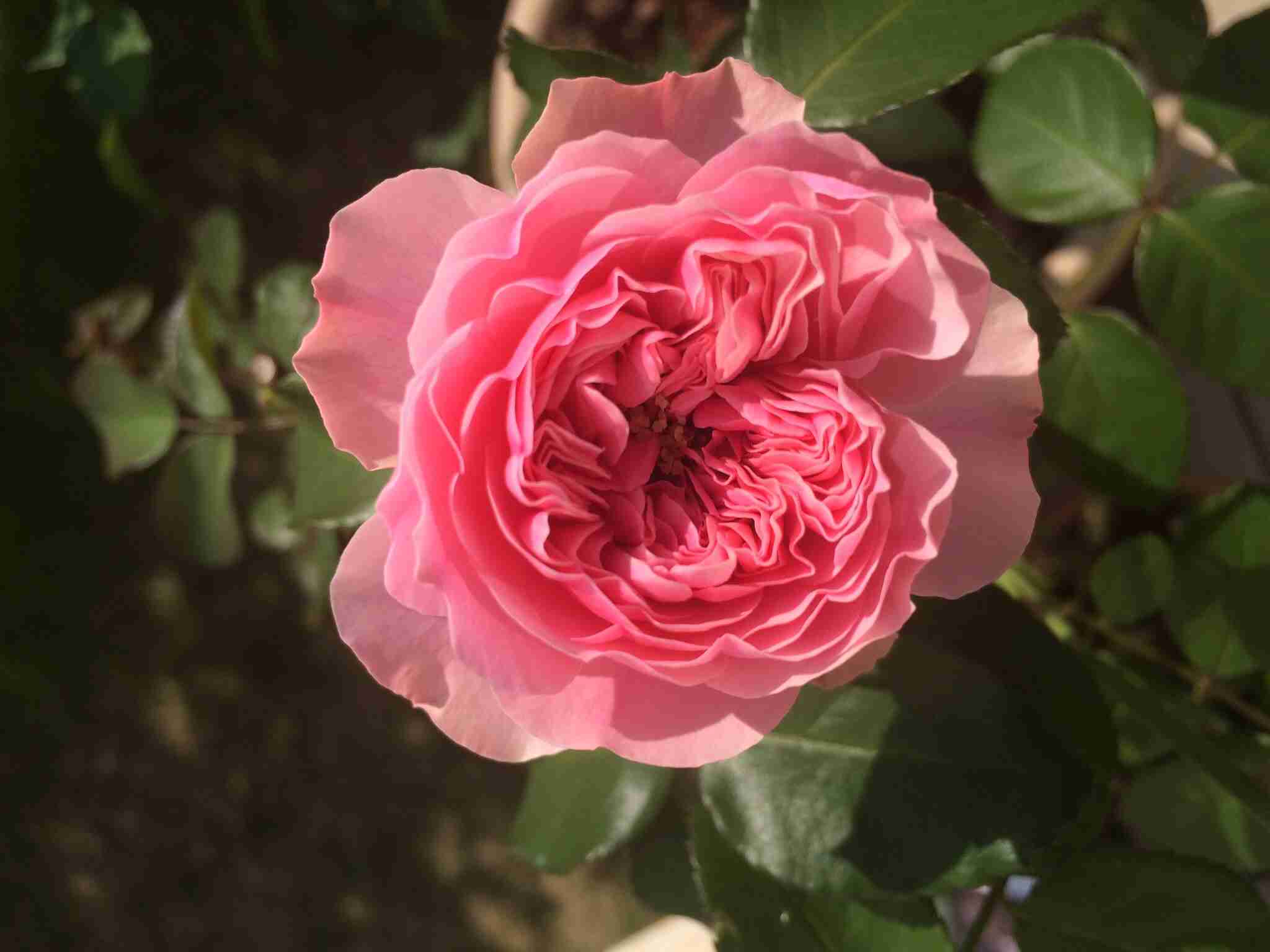 薔薇の画像を持ち寄りましょう