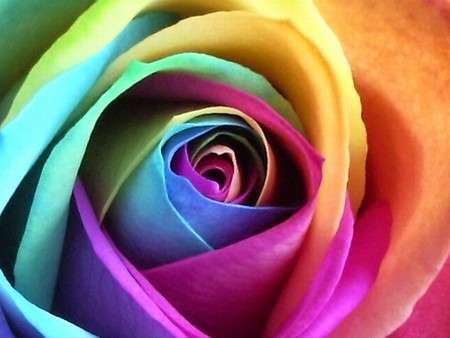 薔薇の画像を持ち寄りましょう