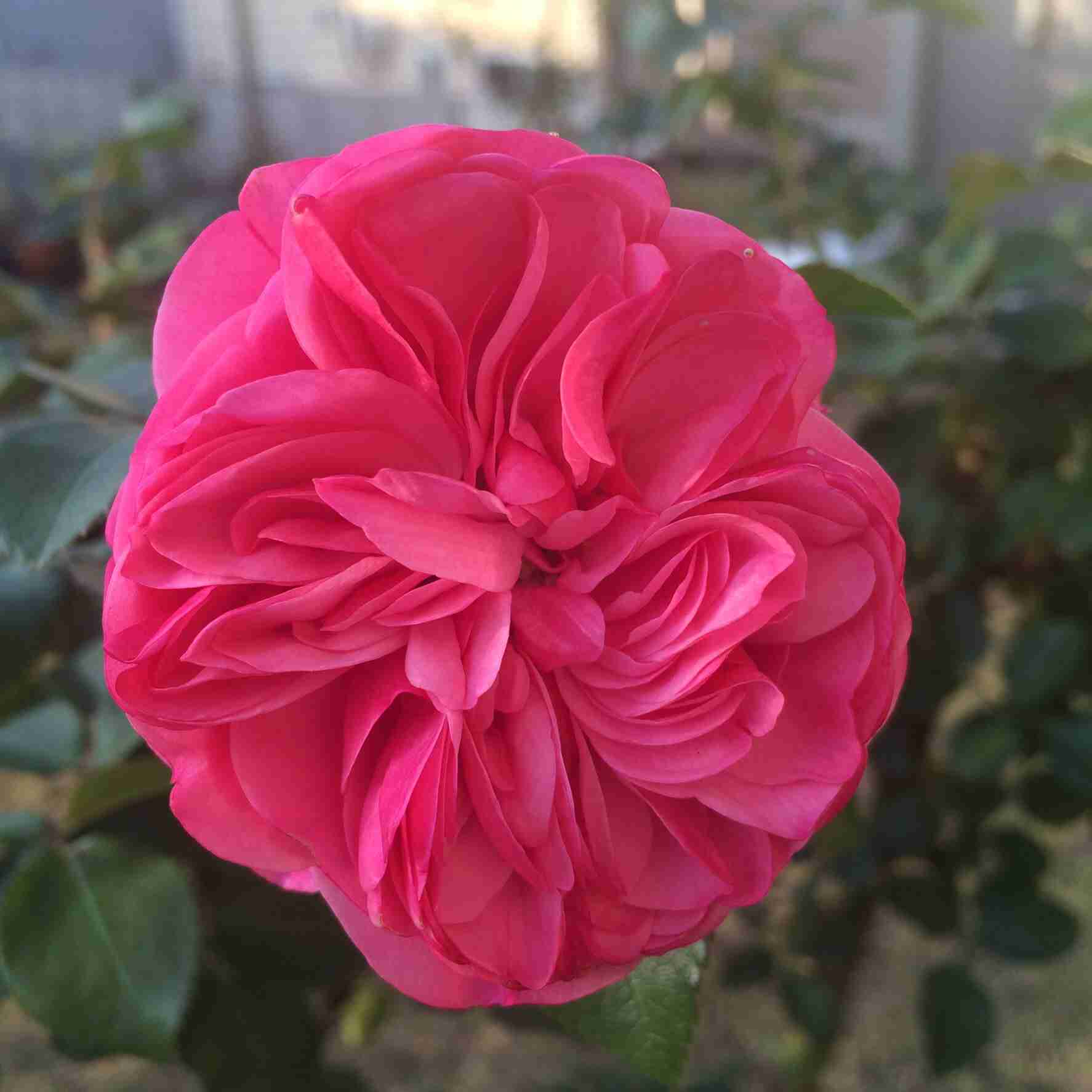 薔薇の画像を持ち寄りましょう