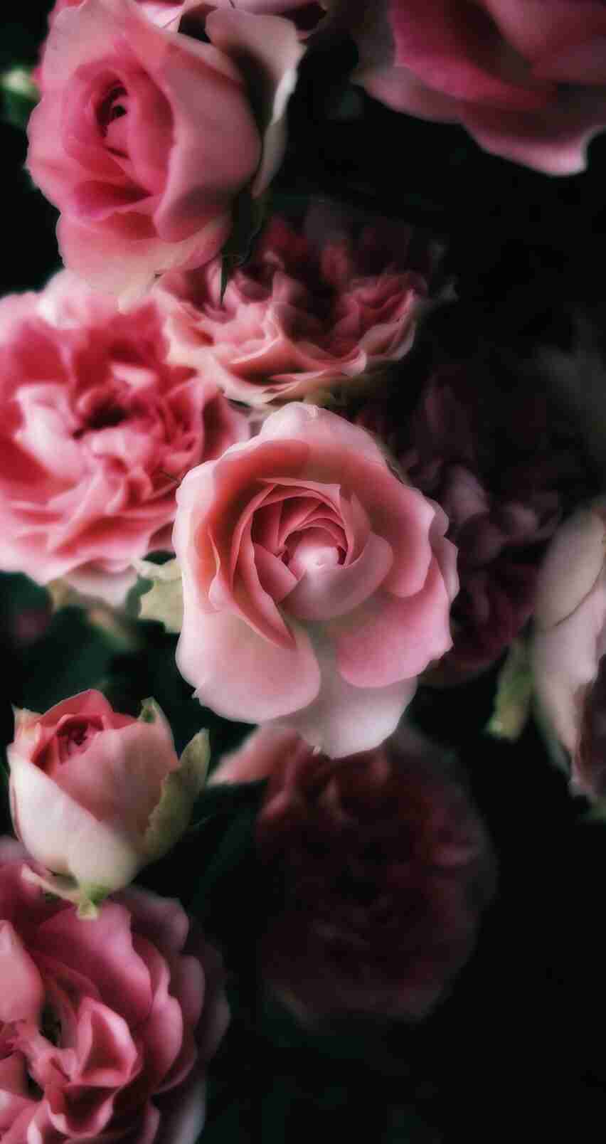 薔薇の画像を持ち寄りましょう