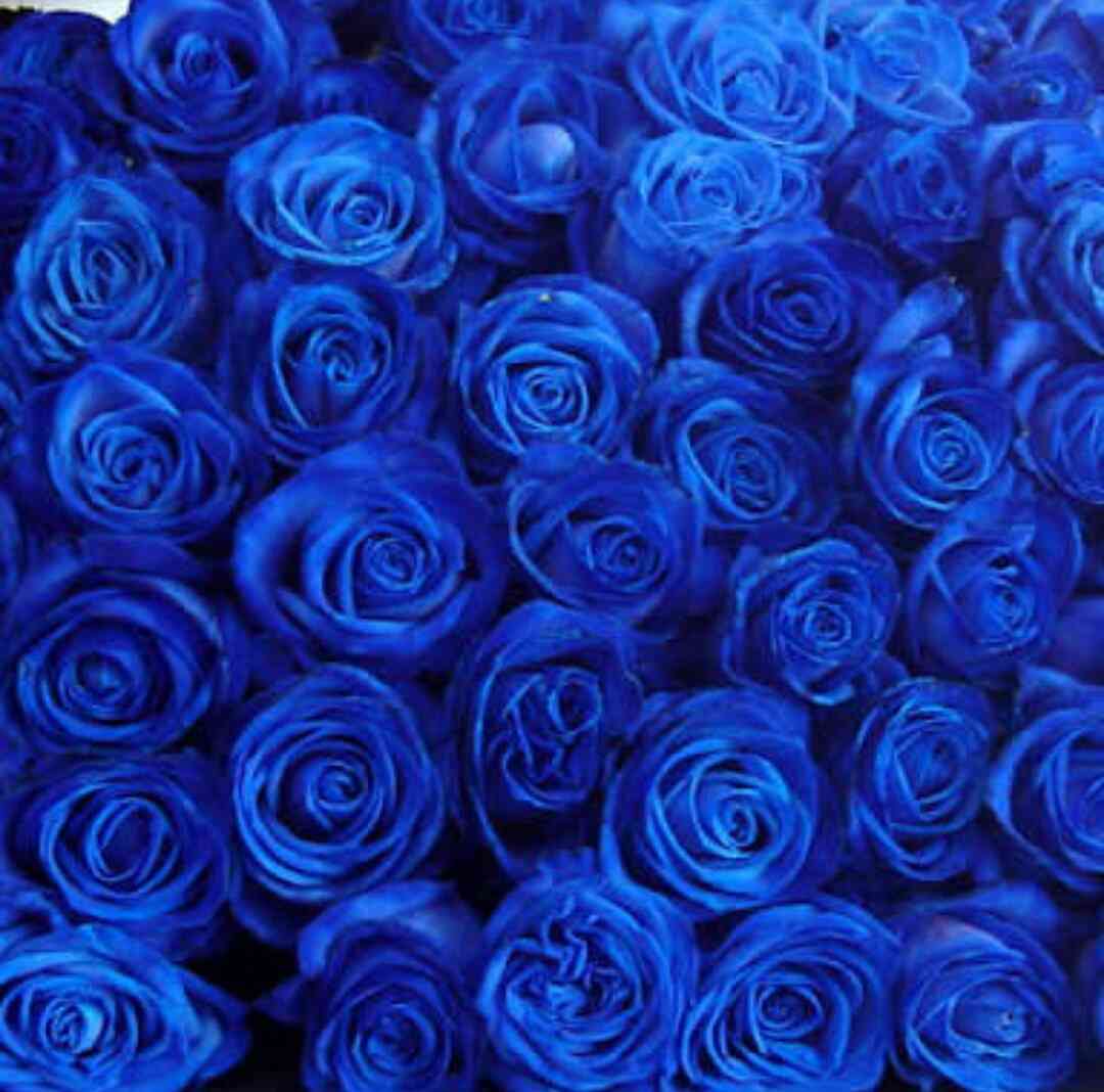 薔薇の画像を持ち寄りましょう