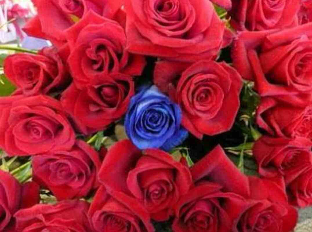 薔薇の画像を持ち寄りましょう