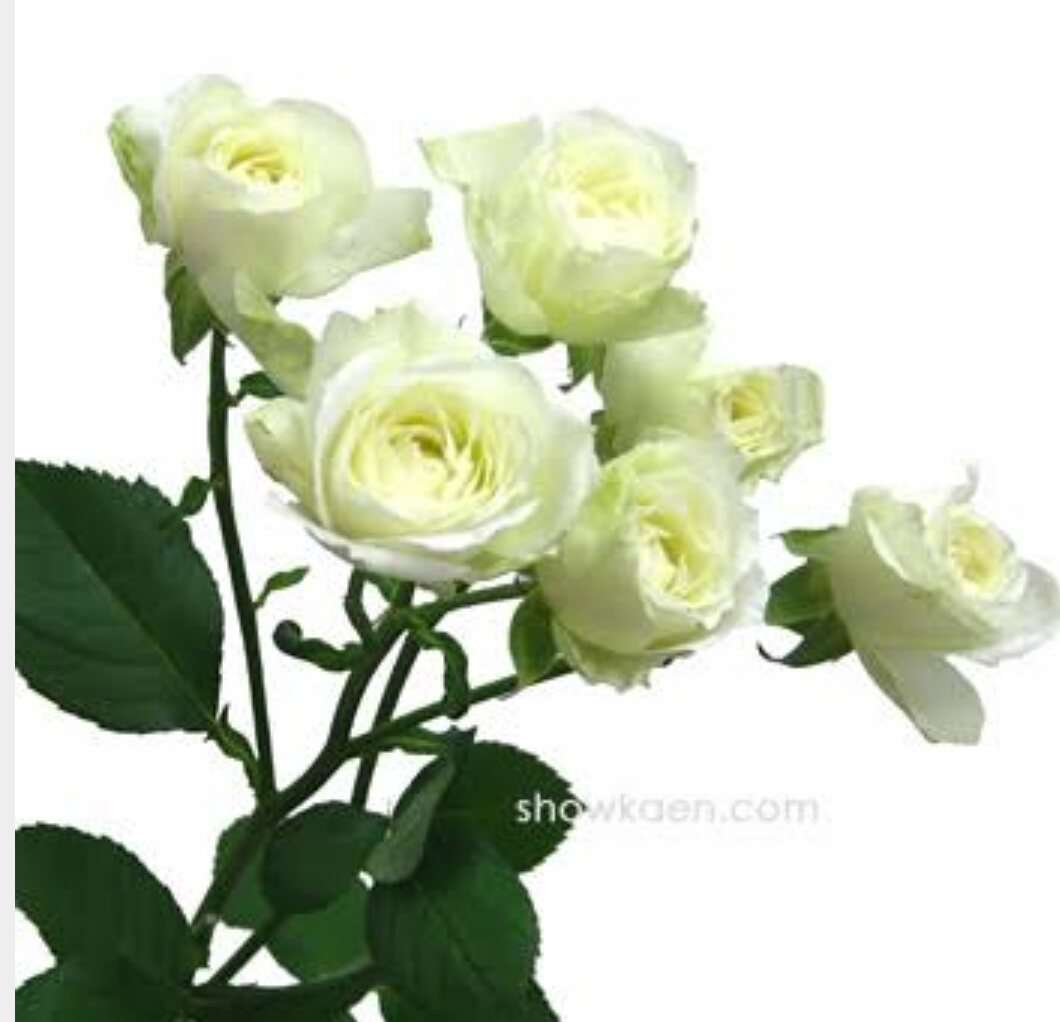薔薇の画像を持ち寄りましょう