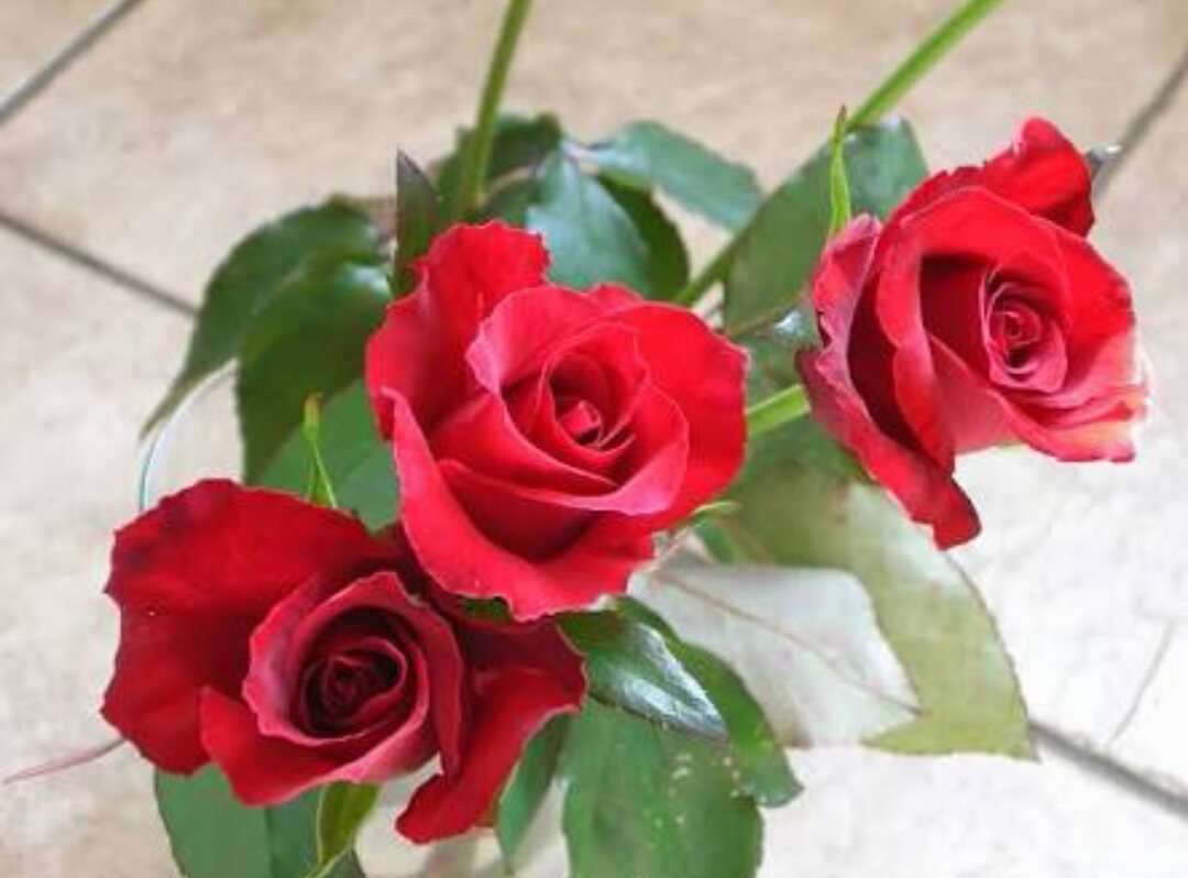 薔薇の画像を持ち寄りましょう