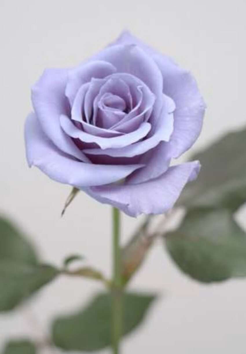 薔薇の画像を持ち寄りましょう