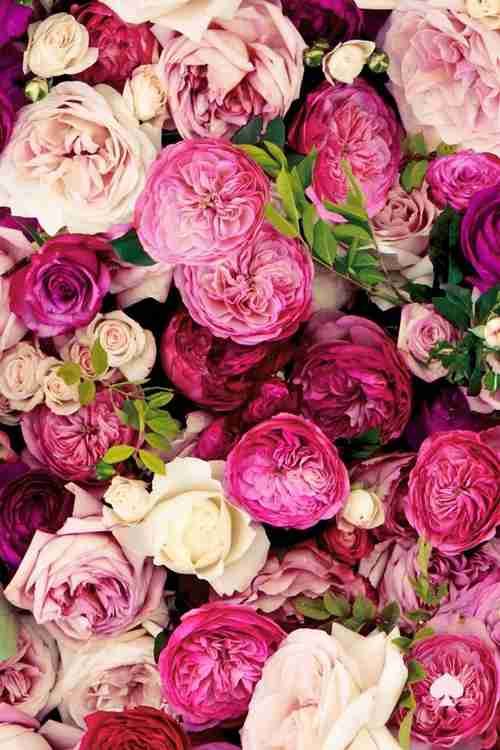 薔薇の画像を持ち寄りましょう