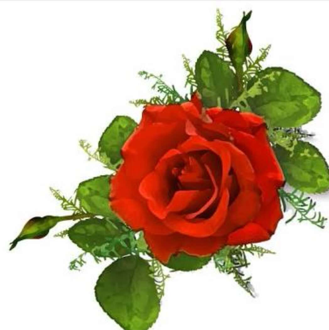薔薇の画像を持ち寄りましょう