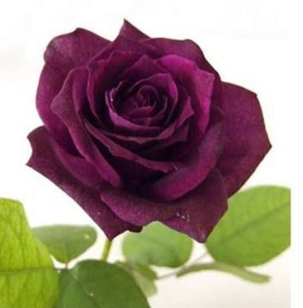 薔薇の画像を持ち寄りましょう