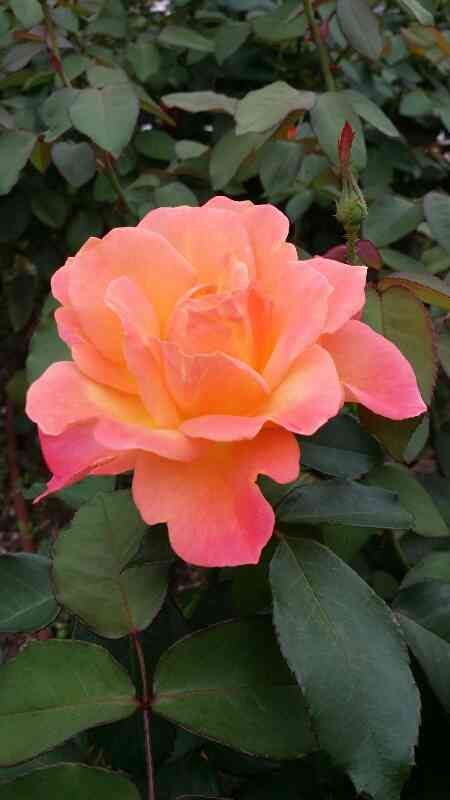 薔薇の画像を持ち寄りましょう