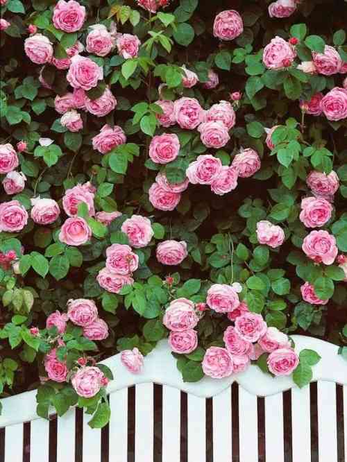 薔薇の画像を持ち寄りましょう