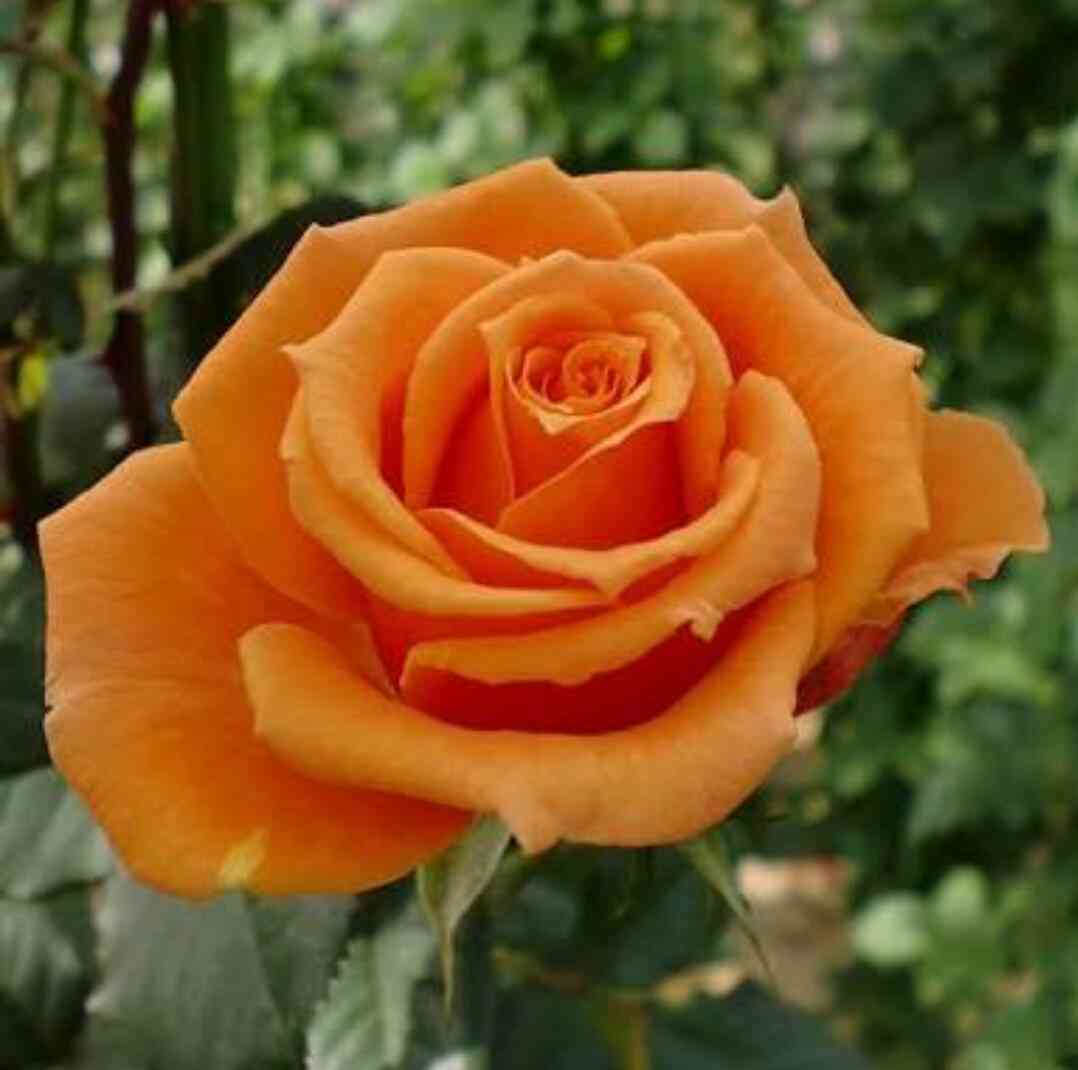 薔薇の画像を持ち寄りましょう