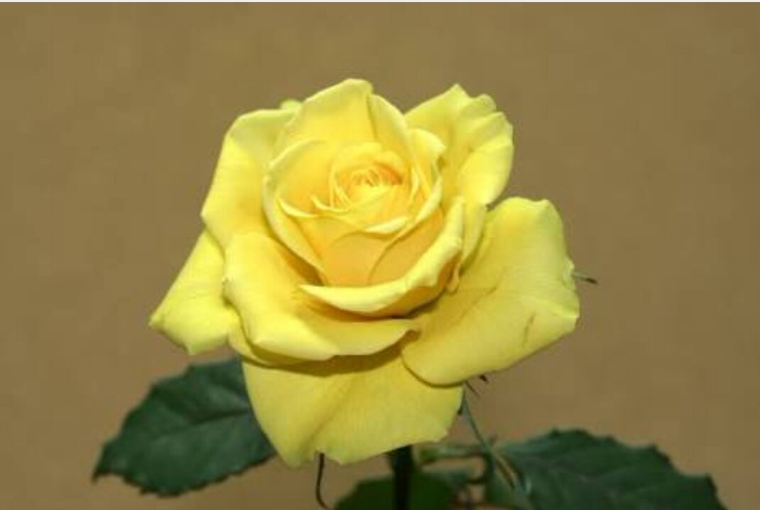 薔薇の画像を持ち寄りましょう