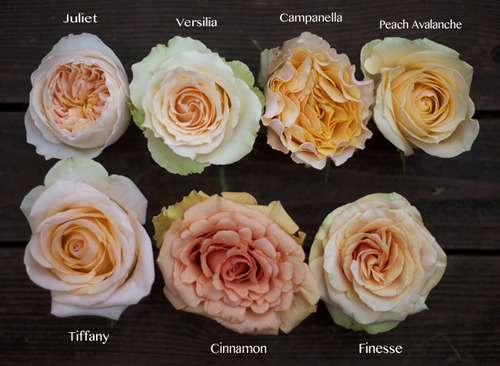 薔薇の画像を持ち寄りましょう
