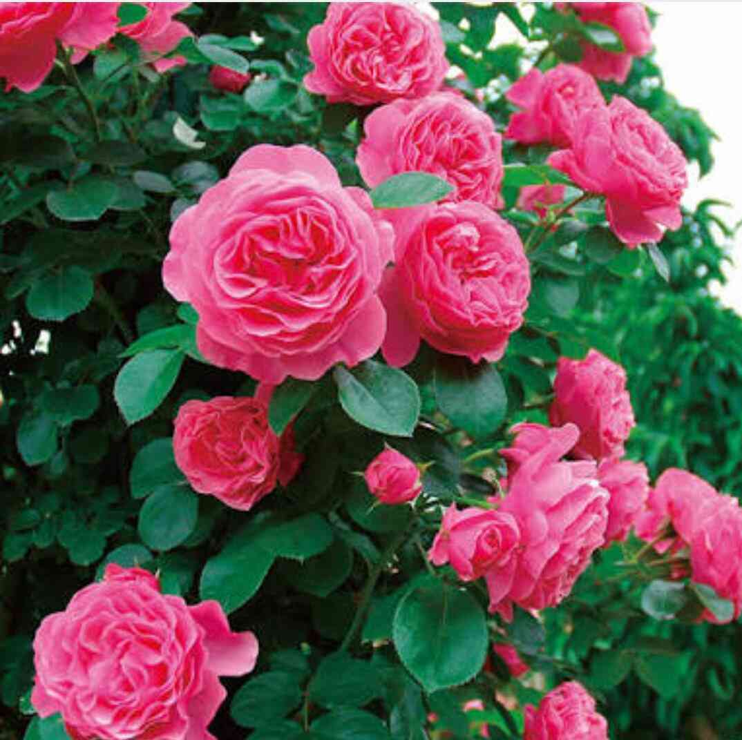 薔薇の画像を持ち寄りましょう