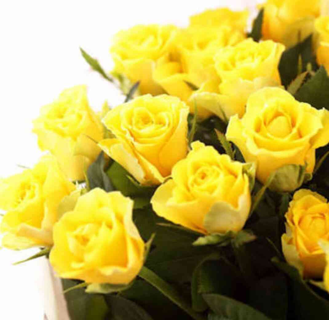 薔薇の画像を持ち寄りましょう