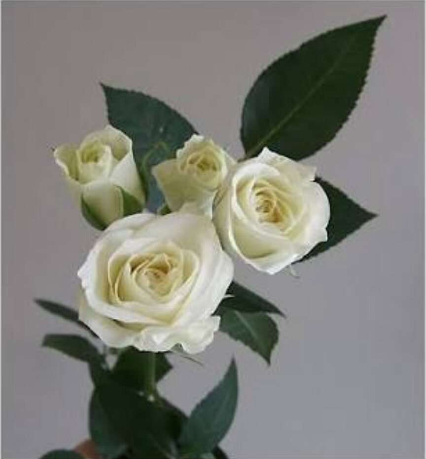 薔薇の画像を持ち寄りましょう