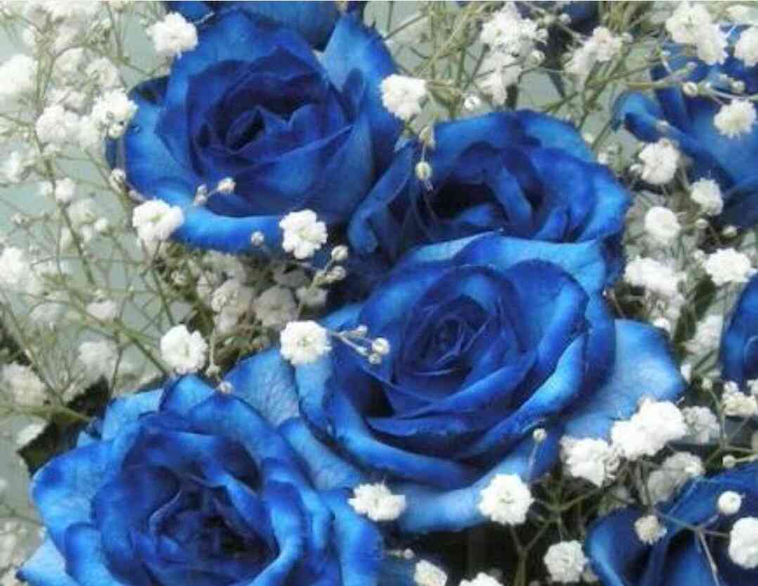 薔薇の画像を持ち寄りましょう