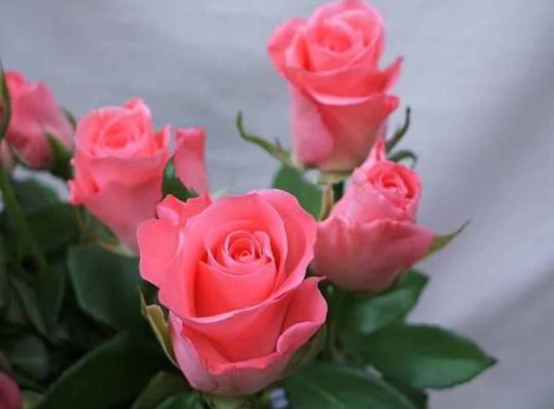 薔薇の画像を持ち寄りましょう
